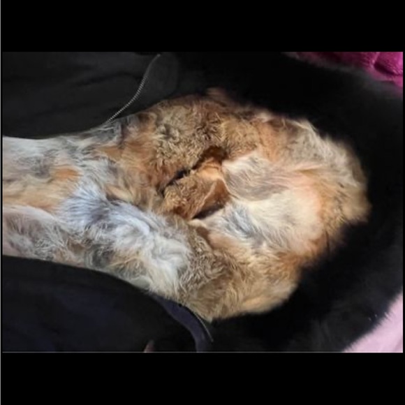 Size women’s medium moose knuckle jacket. Barely worn too small on me in arms - Picture 3 of 3